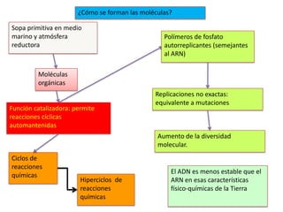 ¿Cómo se forman las moléculas?

Sopa primitiva en medio
marino y atmósfera                                Polímeros de fosfato
reductora                                         autorreplicantes (semejantes
                                                  al ARN)

         Moléculas
         orgánicas
                                               Replicaciones no exactas:
                                               equivalente a mutaciones
Función catalizadora: permite
reacciones cíclicas
automantenidas
                                                Aumento de la diversidad
                                                molecular.
Ciclos de
reacciones
                                                    El ADN es menos estable que el
químicas
                        Hiperciclos de              ARN en esas características
                        reacciones                  físico-químicas de la Tierra
                        químicas
 