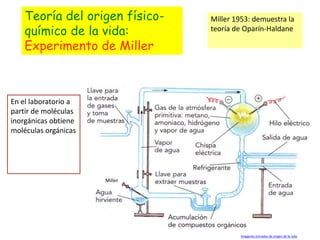 Teoría del origen físico-   Miller 1953: demuestra la
    químico de la vida:         teoría de Oparín-Haldane

    Experimento de Miller



En el laboratorio a
partir de moléculas
inorgánicas obtiene
moléculas orgánicas




                      Miller




                                        Imágenes tomadas de origen de la vida
 
