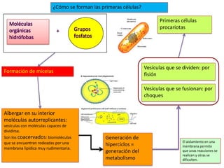 ¿Cómo se forman las primeras células?

                                                                       Primeras células
                                                                       procariotas




                                                                 Vesículas que se dividen: por
Formación de micelas
                                                                 fisión

                                                                 Vesículas que se fusionan: por
                                                                 choques


Albergar en su interior
moléculas autorreplicantes:
vesículas con moléculas capaces de
dividirse.
Son los coacervados: biomoléculas             Generación de
que se encuentran rodeadas por una                                                El aislamiento en una
                                              hiperciclos =                       membrana permite
membrana lipídica muy rudimentaria.
                                              generación del                      que unas reacciones se
                                                                                  realicen y otras se
                                              metabolismo                         dificulten.
 