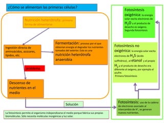 ¿Cómo se alimentan las primeras células?
                                                                                                   Fotosíntesis
                                                                                                   oxigénica: la energía
                                                                                                   solar excita electrones de
                 Nutrición heterótrofa: primera
                 forma de alimentarse                                                              H2O y el producto de
                                                                                                   desecho es oxígeno.
                                                                                                   Segunda fotosíntesis



                                            Fermentación: proceso por el que
Ingestión directa de                        obtenían energía al degradar los nutrientes   Fotosíntesis no
aminoácidos, azúcares,                      tomados del exterior. Esto es una             oxigénica: la energía solar excita
lípidos, etc.                               nutrición heterótrofa                         electrones de H2S (ácido
                                            anaerobia                                     sulfhídrico) , el etanol y el propio
                                                                                          H2 y el producto de desecho era
                  problema                                                                diferente al oxígeno, por ejemplo el
                                                                                          azufre.
                                                                                          Primera fotosíntesis

   Descenso de
   nutrientes en el
   medio

                                                                                             Fotosíntesis: uso de la cadena
                                                     Solución                                de electrones asociado al
                                                                                             intercambio de H+, se generan
La fotosíntesis permite al organismo independizarse el medio porque fabrica sus propias      nuevos nutrientes.
biomoléculas. Sólo necesita moléculas inorgánicas y luz solar.
 