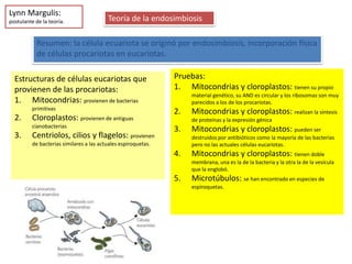 Lynn Margulis:
postulante de la teoría.                  Teoría de la endosimbiosis

           Resumen: la célula ecuariota se originó por endosimbiosis, incorporación física
           de células procariotas en eucariotas.

  Estructuras de células eucariotas que                         Pruebas:
  provienen de las procariotas:                                 1. Mitocondrias y cloroplastos: tienen su propio
                                                                     material genético, su AND es circular y los ribosomas son muy
  1. Mitocondrias: provienen de bacterias                            parecidos a los de los procariotas.
          primitivas
                                                                2.   Mitocondrias y cloroplastos: realizan la síntesis
  2.      Cloroplastos: provienen de antiguas                        de proteínas y la expresión génica
          cianobacterias
                                                                3.   Mitocondrias y cloroplastos: pueden ser
  3.      Centriolos, cilios y flagelos: provienen                   destruidos por antibióticos como la mayoría de las bacterias
          de bacterias similares a las actuales espiroquetas.        pero no las actuales células eucariotas.
                                                                4.   Mitocondrias y cloroplastos: tienen doble
                                                                     membrana, una es la de la bacteria y la otra la de la vesícula
                                                                     que la englobó.
                                                                5.   Microtúbulos: se han encontrado en especies de
                                                                     espiroquetas.
 