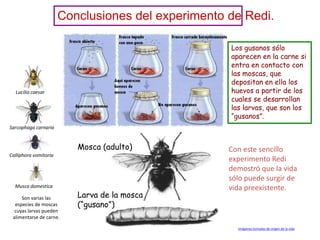 Conclusiones del experimento de Redi.

                                                    Los gusanos sólo
                                                    aparecen en la carne si
                                                    entra en contacto con
                                                    las moscas, que
                                                    depositan en ella los
  Lucilia caesar                                    huevos a partir de los
                                                    cuales se desarrollan
                                                    las larvas, que son los
                                                    “gusanos”.
Sarcophaga carnaria


                          Mosca (adulto)            Con este sencillo
Calliphora vomitoria
                                                    experimento Redi
                                                    demostró que la vida
                                                    sólo puede surgir de
  Musca domestica                                   vida preexistente.
     Son varias las       Larva de la mosca
  especies de moscas      (“gusano”)
  cuyas larvas pueden
 alimentarse de carne.

                                                      Imágenes tomadas de origen de la vida
 