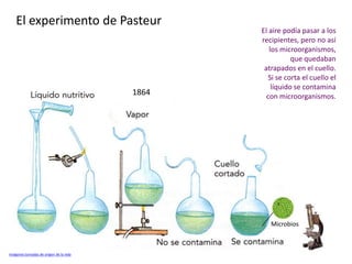 El experimento de Pasteur
                                               El aire podía pasar a los
                                               recipientes, pero no así
                                                  los microorganismos,
                                                          que quedaban
                                                atrapados en el cuello.
                                                  Si se corta el cuello el
                                                   líquido se contamina
                                        1864     con microorganismos.




                                                  Microbios



Imágenes tomadas de origen de la vida
 