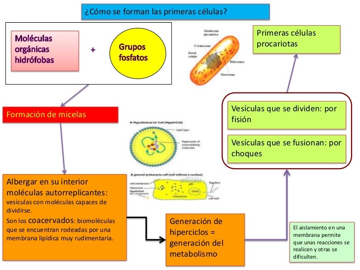 Origen delavida