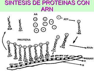 SINTESIS DE PROTEINAS CON ARN 