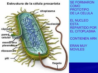 SE FORMARON  COMO PROTOTIPO DE LA CELULA EL NUCLEO ESTA REPARTIDO POR EL CITOPLASMA CONTIENEN ARN ERAN MUY MOVILES 