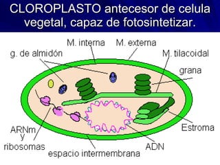 CLOROPLASTO antecesor de celula vegetal, capaz de fotosintetizar. 