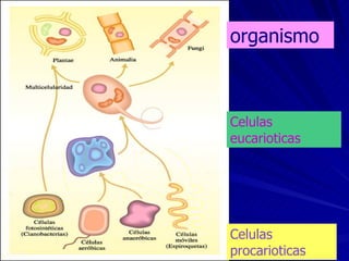 Celulas procarioticas Celulas eucarioticas organismo 