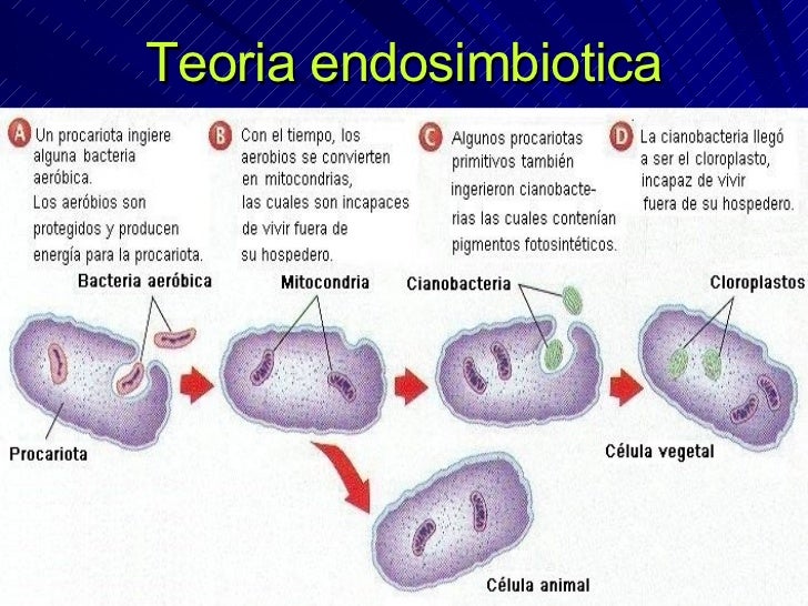 Origen De La Vida