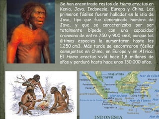 Se han encontrado restos de  Homo erectus  en Kenia, Java, Indonesia, Europa y China. Los primeros fósiles fueron hallados en la isla de Java, tipo que fue denominado hombre de Java, y que se caracterizaba por ser totalmente bípedo, con una capacidad craneana de entre 750 y 900 cm3, aunque las últimas especies la aumentaron hasta los 1.250 cm3. Más tarde se encontraron fósiles semejantes en China, en Europa y en África. El  Homo erectus  vivió hace 1,8 millones de años y perduró hasta hace unos 130.000 años. 