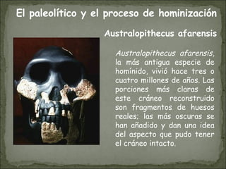 Australopithecus afarensis , la más antigua especie de homínido, vivió hace tres o cuatro millones de años. Las porciones más claras de este cráneo reconstruido son fragmentos de huesos reales; las más oscuras se han añadido y dan una idea del aspecto que pudo tener el cráneo intacto. Australopithecus afarensis El paleolítico y el proceso de hominización 