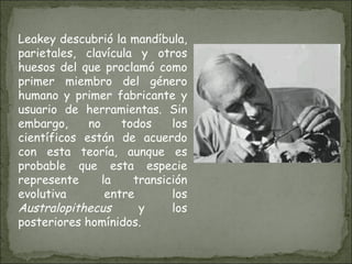 Leakey descubrió la mandíbula, parietales, clavícula y otros huesos del que proclamó como primer miembro del género humano y primer fabricante y usuario de herramientas. Sin embargo, no todos los científicos están de acuerdo con esta teoría, aunque es probable que esta especie represente la transición evolutiva entre los  Australopithecus  y los posteriores homínidos. 
