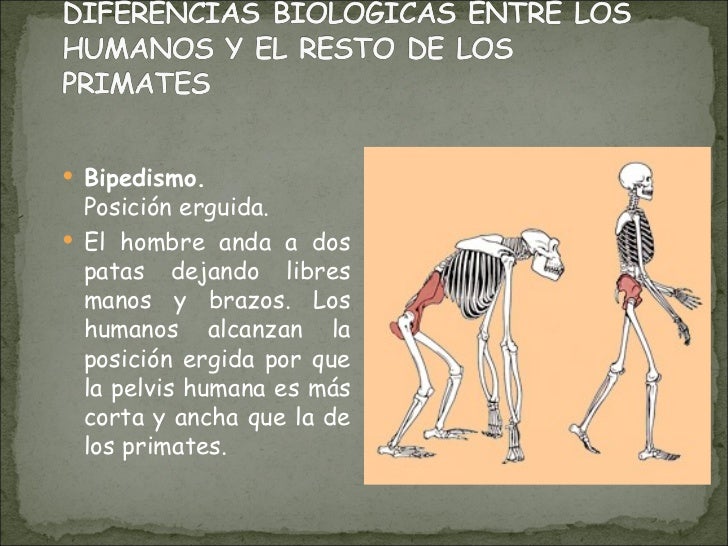 Origen Del Hombre
