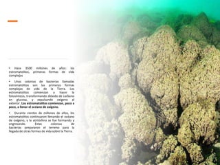 • Hace 3500 millones de años: los
estromatolitos, primeras formas de vida
complejas
• Unas colonias de bacterias llamadas
estromatolitos son las primeras formas
complejas de vida de la Tierra. Los
estromatolitos comienzan a hacer la
fotosíntesis, transformando dióxido de carbono
en glucosa, y expulsando oxígeno al
exterior. Los estromatolitos comienzan, poco a
poco, a llenar el océano de oxígeno.
• Durante cientos de millones de años, los
estromatolitos continuaron llenando el océano
de oxígeno, y la atmósfera se fue formando y
engrosando. Estas colonias de
bacterias prepararon el terreno para la
llegada de otras formas de vida sobre la Tierra.
 