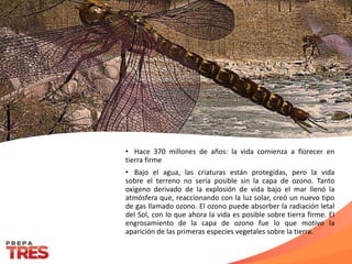 • Hace 370 millones de años: la vida comienza a florecer en
tierra firme
• Bajo el agua, las criaturas están protegidas, pero la vida
sobre el terreno no sería posible sin la capa de ozono. Tanto
oxígeno derivado de la explosión de vida bajo el mar llenó la
atmósfera que, reaccionando con la luz solar, creó un nuevo tipo
de gas llamado ozono. El ozono puede absorber la radiación letal
del Sol, con lo que ahora la vida es posible sobre tierra firme. El
engrosamiento de la capa de ozono fue lo que motivo la
aparición de las primeras especies vegetales sobre la tierra.
 