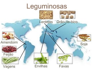 Leguminosas 
Lentejas Grão-de-bico 
Soja 
Ervilhas Favas 
Amendoim 
Feijão 
Vagens 
 
