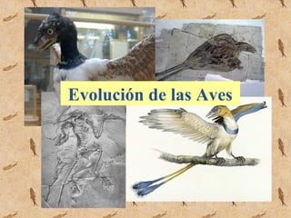 Evolución de las Aves
 