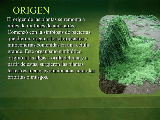 Origen de la evolución de las plantas_ferney.pptx