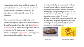 Cementación o producción de moldes:Se conserva la
forma externa o interna de los organismos,aunque se
hayan perdido las estructuras.Se parecen a las
improntas ,pero no interviene la presion de los
sedimentos.
Preservación in toto (en general):Consiste en la
conservación de partes orgánicas del esqueleto ,incluso
de la piel y músculos.Entre ellas están las inclusiones
en ámbar (casos en que los insectos quedan atrapados
en la resina fósil de coníferas que vivieron hace
millones de años) y las congelaciones ,casos en que los
organismos quedan congelados bajo el hielo
Los restos fósiles han aportado mucha evidencia,
ya que al compararlos con seres vivos actuales ,
pertenecientes a la misma especie o especies del
mismo grupo ,se ha podido explicar parte de las
transformaciones ocurridas en los organismos a lo
largo de extensos periodos de tiempo.
Además ,los restos fósiles permiten comprobar que
en el pasado ,y en diferentes períodos ,existieron
especies que no están presentes hoy ,las que se
conocen como especies extintas
Cementación Preservación in toto
 