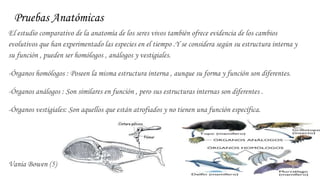 Pruebas Anatómicas
El estudio comparativo de la anatomía de los seres vivos también ofrece evidencia de los cambios
evolutivos que han experimentado las especies en el tiempo .Y se considera según su estructura interna y
su función , pueden ser homólogos , análogos y vestigiales.
-Órganos homólogos : Poseen la misma estructura interna , aunque su forma y función son diferentes.
-Órganos análogos : Son similares en función , pero sus estructuras internas son diferentes .
-Órganos vestigiales: Son aquellos que están atrofiados y no tienen una función específica.
Vania Bowen (5)
 
