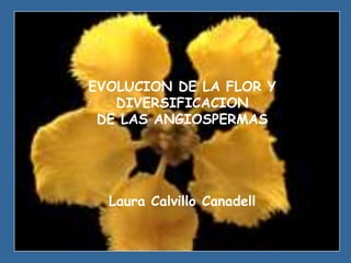 EVOLUCION DE LA FLOR Y
DIVERSIFICACION
DE LAS ANGIOSPERMAS
Laura Calvillo Canadell
 