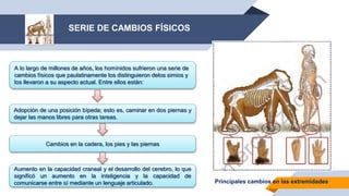 Adopción de una posición bípeda; esto es, caminar en dos piernas y
dejar las manos libres para otras tareas.
Aumento en la capacidad craneal y el desarrollo del cerebro, lo que
significó un aumento en la inteligencia y la capacidad de
comunicarse entre sí mediante un lenguaje articulado.
Cambios en la cadera, los pies y las piernas
SERIE DE CAMBIOS FÍSICOS
A lo largo de millones de años, los homínidos sufrieron una serie de
cambios físicos que paulatinamente los distinguieron delos simios y
los llevaron a su aspecto actual. Entre ellos están:
Principales cambios en las extremidades
 