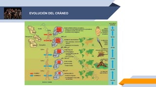 EVOLUCIÓN DEL CRÁNEO
 