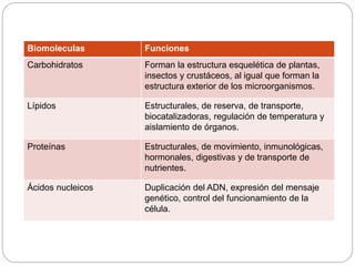 Biomoleculas Funciones
Carbohidratos Forman la estructura esquelética de plantas,
insectos y crustáceos, al igual que forman la
estructura exterior de los microorganismos.
Lípidos Estructurales, de reserva, de transporte,
biocatalizadoras, regulación de temperatura y
aislamiento de órganos.
Proteínas Estructurales, de movimiento, inmunológicas,
hormonales, digestivas y de transporte de
nutrientes.
Ácidos nucleicos Duplicación del ADN, expresión del mensaje
genético, control del funcionamiento de la
célula.
 