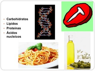 • Carbohidratos
• Lípidos
• Proteínas
• Ácidos
nucleícos
 