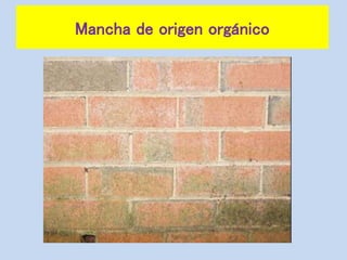 Mancha de origen orgánico
 