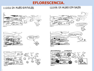 EFLORESCENCIA.
 