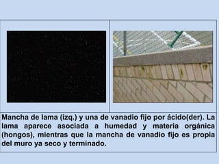 Mancha de lama (izq.) y una de vanadio fijo por ácido(der). La
lama aparece asociada a humedad y materia orgánica
(hongos), mientras que la mancha de vanadio fijo es propia
del muro ya seco y terminado.
 