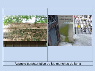 Aspecto característico de las manchas de lama
 