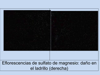 Eflorescencias de sulfato de magnesio: daño en
el ladrillo (derecha)
 