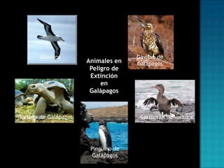 Albatros

Animales en
Peligro de
Extinción
en
Galápagos

Tortuga de Galápagos

Gavilán de
Galápagos

Cormorán no Volador

Pingüino de
Galápagos

 
