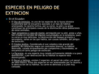 

En el Ecuador:










El Oso de Anteojos, es una de las especies de la fauna silvestre
ecuatoriana que se encuentra asociado a un tipo de hábitat
amenazado; la cacería furtiva, por su carne, su piel y su grasa
constituye las principales causas de la disminución delas poblaciones
de estos animales.
Tapir amazónico o vaca de monte, perseguida por su piel, grasa y uñas.
Son criadas en corrales de algunas comunidades en la Amazonía, pues
su carne es muy deliciosa. La destrucción del bosque primario y
secundario, zonas en las que habita, son causas también, del peligro
de extinción.
El Cóndor Andino, Considerada el ave voladora más grande del
planeta; de coloración negra con contrastes blancos, su hábitat
destruido, cazada erróneamente por campesinos y hacendados, se
encuentra en serio peligro de extinción.
La Pacarana, es una especie muy cazada activamente debido a su poca
distribución, y por destrucción de su hábitat la especie esta
disminuyendo.
El Pecari o Sahinos, existen 2 especies: el pecarí de collar y el pecarí
de labio blanco. Estas dos especies se ven amenazadas por la cacería y
la destrucción de su hábitat. Su carne es deliciosa y su piel muy
cotizada.

 