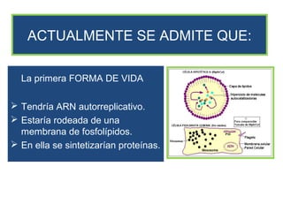 ACTUALMENTE SE ADMITE QUE:

  La primera FORMA DE VIDA

 Tendría ARN autorreplicativo.
 Estaría rodeada de una
  membrana de fosfolípidos.
 En ella se sintetizarían proteínas.
 