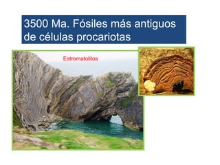 3500 Ma. Fósiles más antiguos
de células procariotas
       Estromatolitos
 