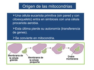 Origen de las mitocondrias

Una célula eucariota primitiva (sin pared y con
citoesqueleto) entra en simbiosis con una célula
procariota aerobia.
Esta última pierde su autonomía (transferencia
de genes).
Se convierte en mitocondria.
 