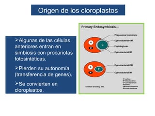 Origen de los cloroplastos



Algunas de las células
anteriores entran en
simbiosis con procariotas
fotosintéticas.
Pierden su autonomía
(transferencia de genes).
Se convierten en
cloroplastos.
 