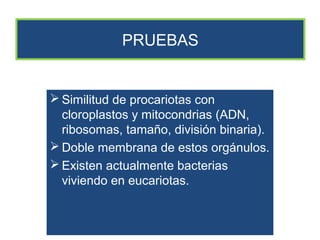 PRUEBAS


 Similitud de procariotas con cloroplastos
  y mitocondrias (ADN, ribosomas, tamaño,
  división binaria).
 Doble membrana de estos orgánulos.
 Existen actualmente bacterias viviendo
  en eucariotas.
 