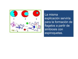 La misma
explicación serviría
para la formación de
flagelos a partir de
simbiosis con
espiroquetas.
 