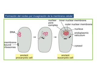 Formación del núcleo por invaginación de la membrana celular
 