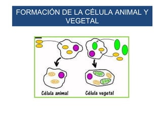 FORMACIÓN DE LA CÉLULA ANIMAL Y
           VEGETAL
 