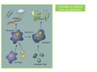 Formación de distintos
 tipos de organismos
 