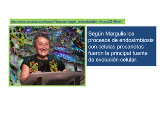http://www.youtube.com/watch?feature=player_embedded&v=U4unu2G1lMs#!



                                               Según Margulis los
                                               procesos de endosimbiosis
                                               con células procariotas
                                               fueron la principal fuente
                                               de evolución celular.
 