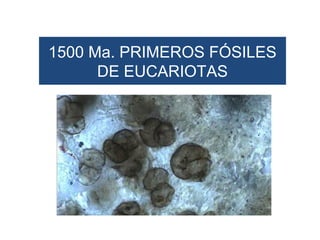 1500 Ma. PRIMEROS FÓSILES
      DE EUCARIOTAS
 