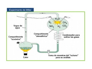 Experimento de Miller
 
