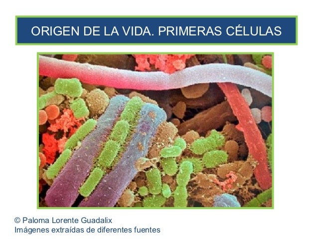 Origen de la vida. Primeras células