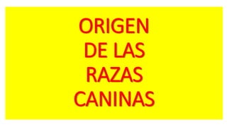 ORIGEN
DE LAS
RAZAS
CANINAS
 